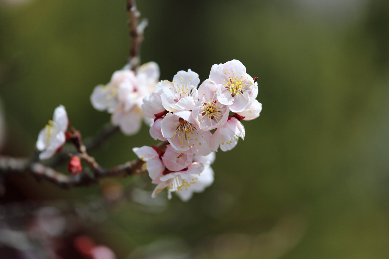 忠霊塔の早咲きの桜