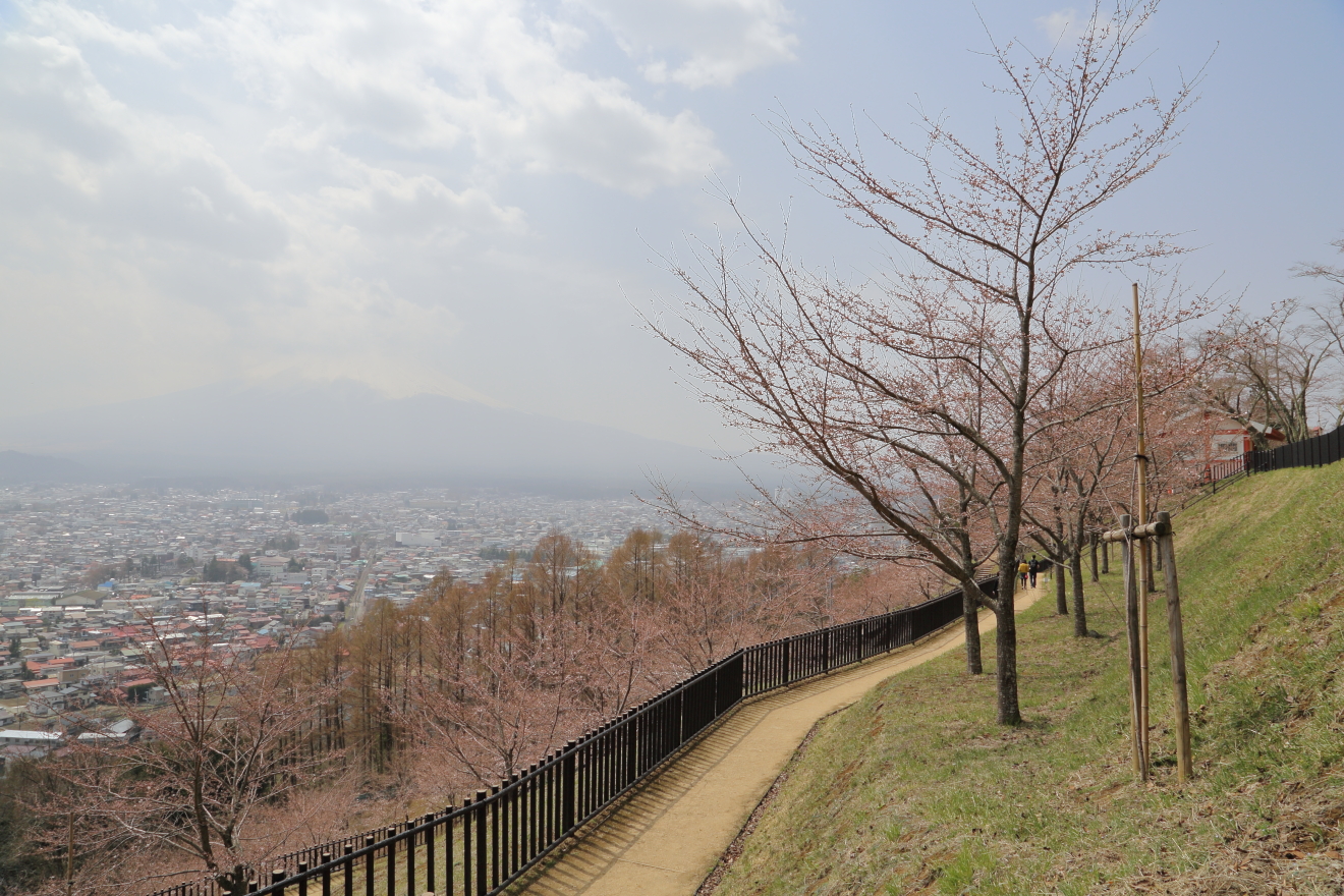 新倉山浅間公園の遊歩道の桜