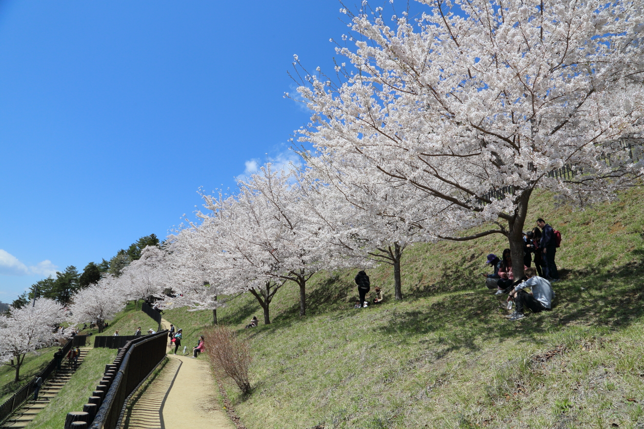 桜が咲く新倉山浅間公園散策路