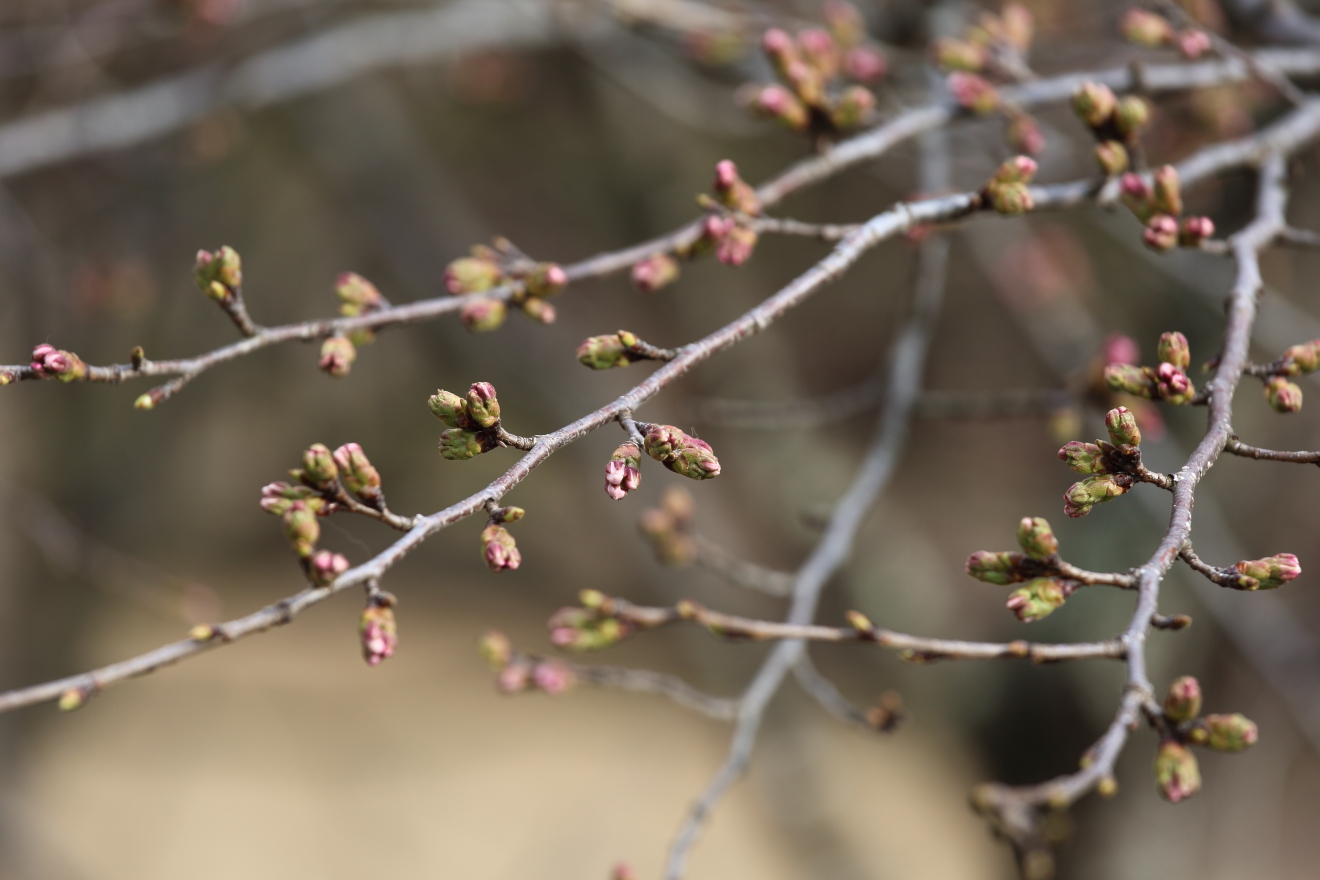 咲くや姫階段の桜