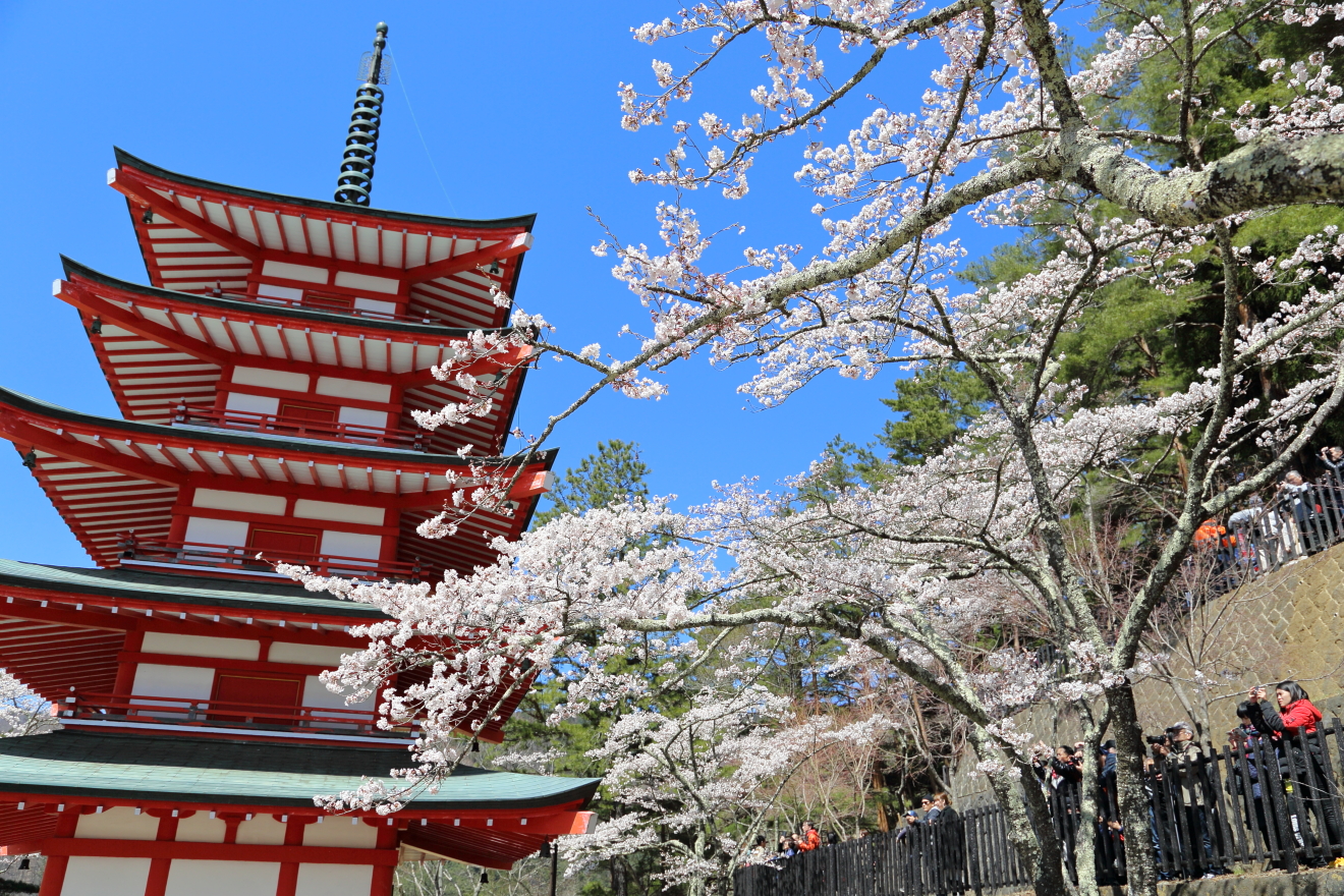 2019年4月13日現在 新倉山浅間公園忠霊塔の桜は満開です