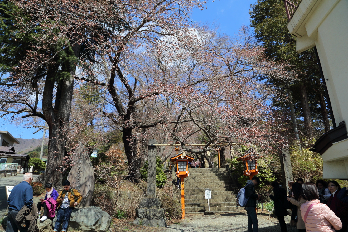 新倉富士浅間神社参道の桜