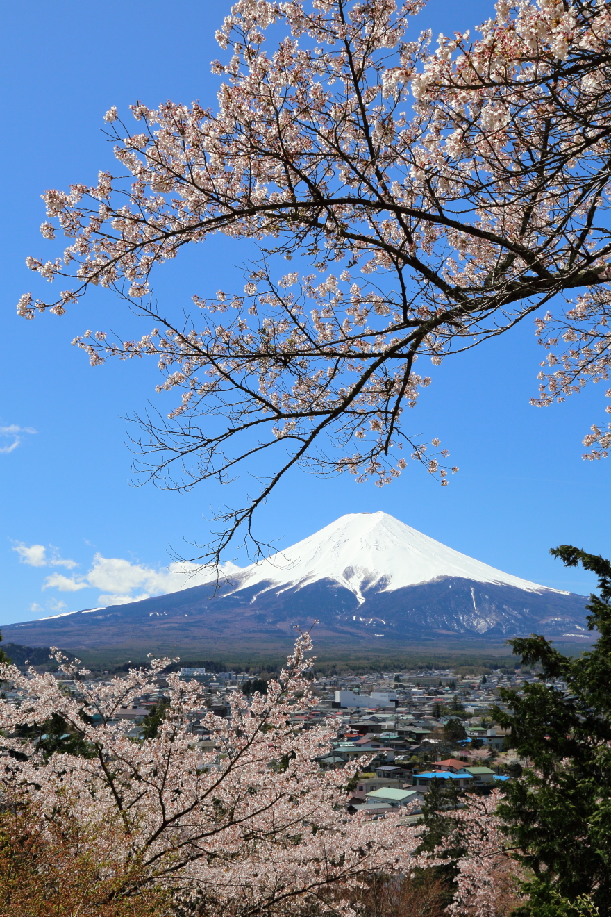 新倉富士浅間神社からの桜と富士山