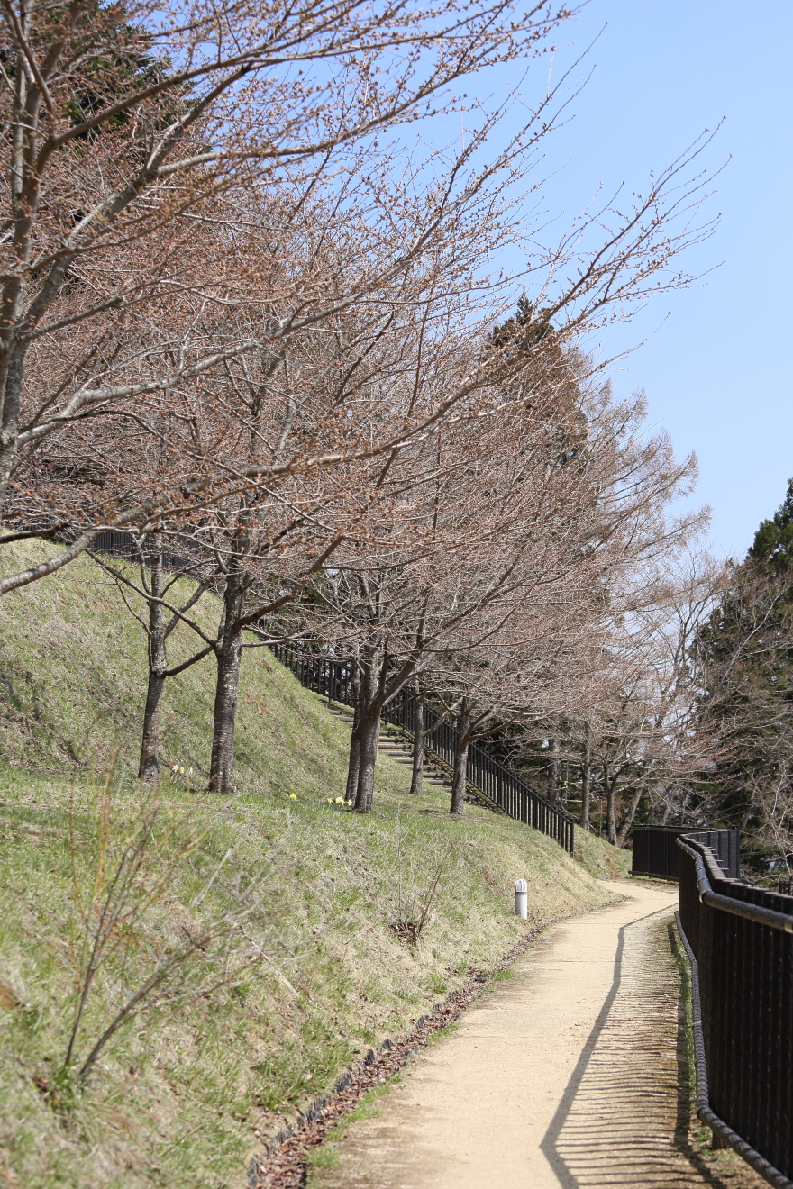 新倉山浅間公園桜の遊歩道