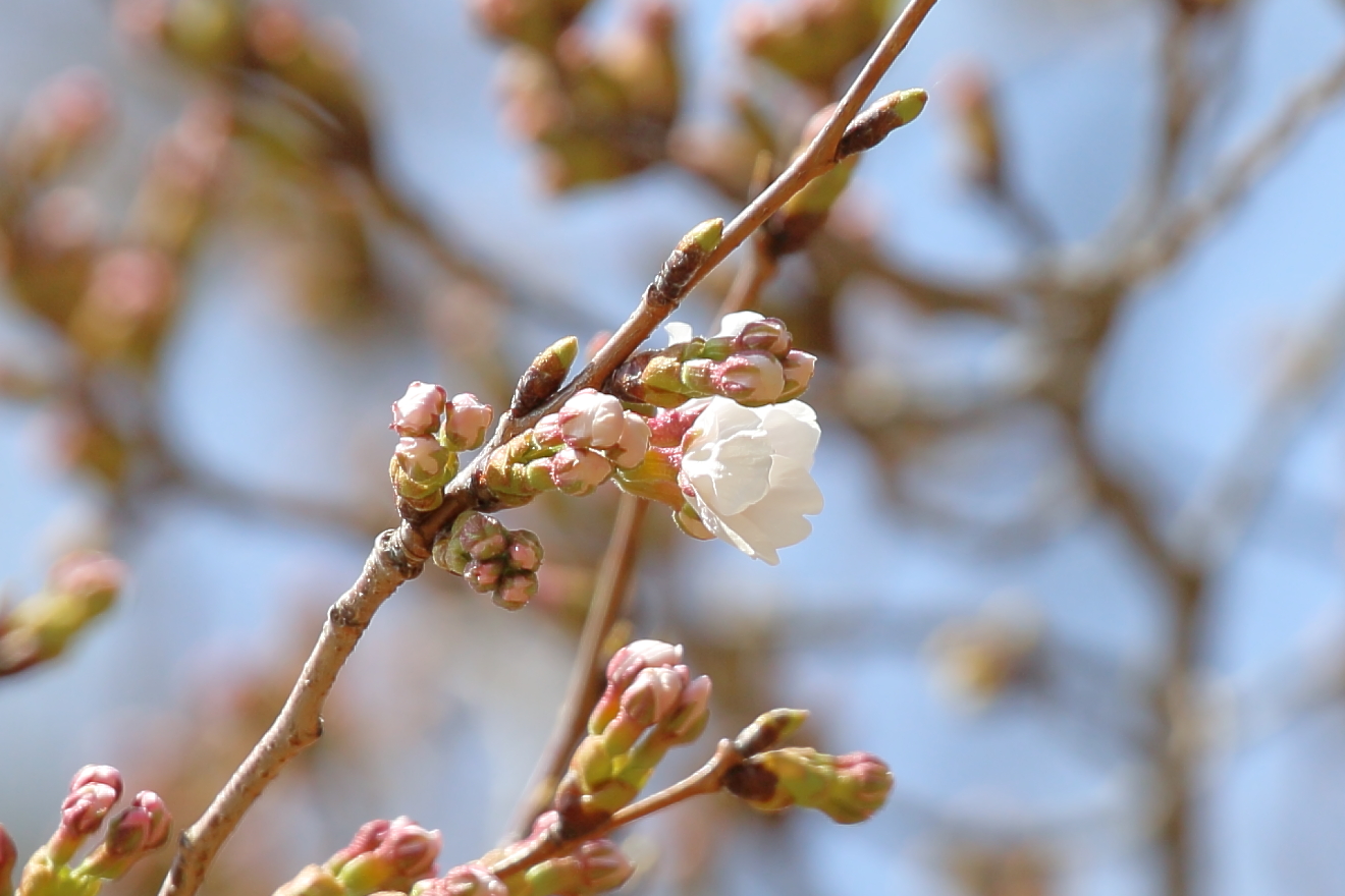 3月30日忠霊塔桜の開花状況