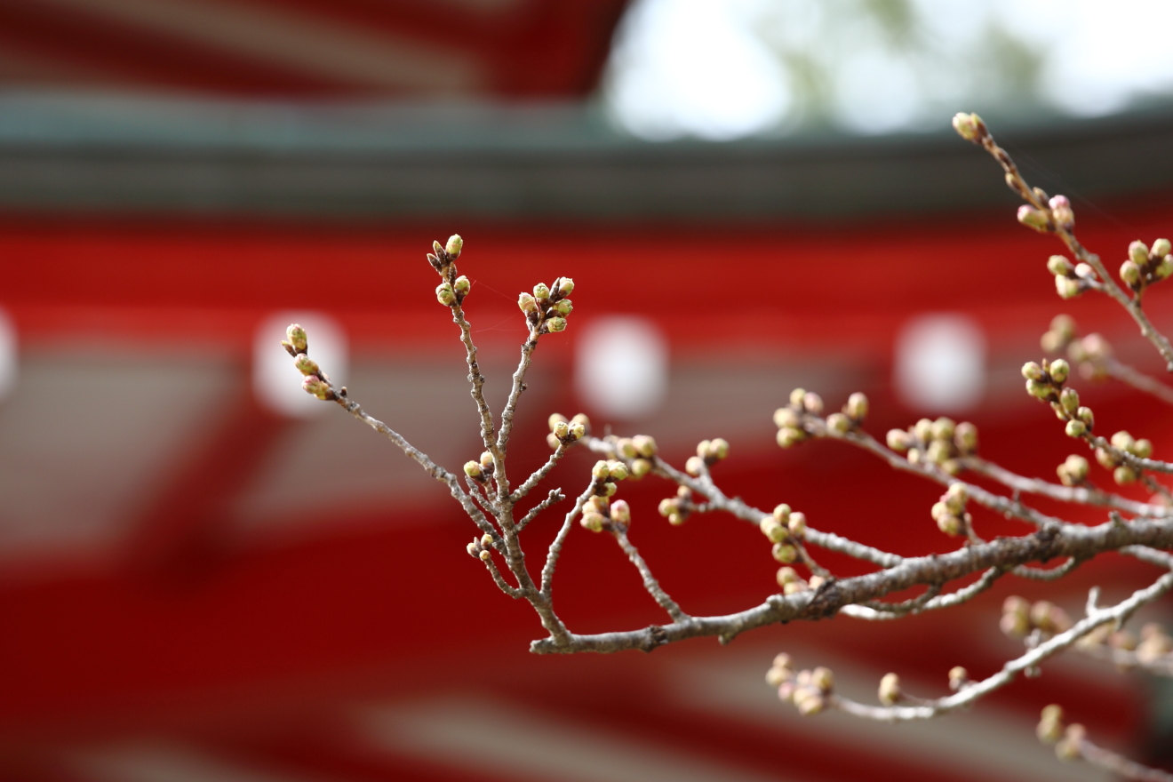 忠霊塔周囲の桜のつぼみ