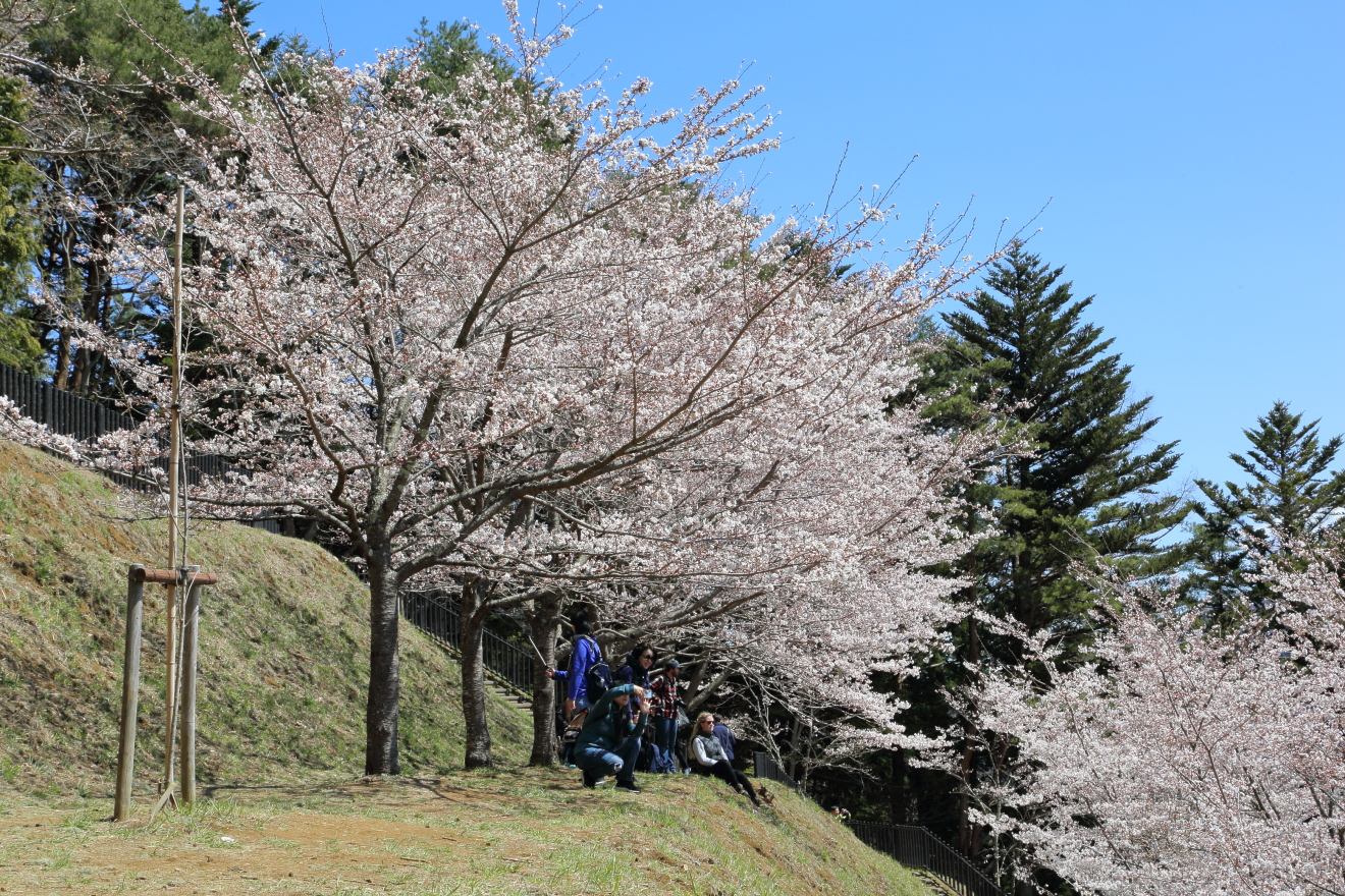 新倉山浅間公園の桜の開花状況