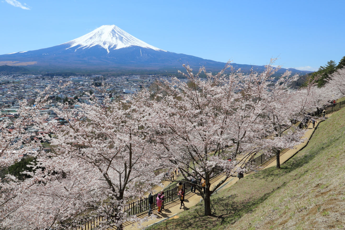 新倉山浅間公園内の桜の様子
