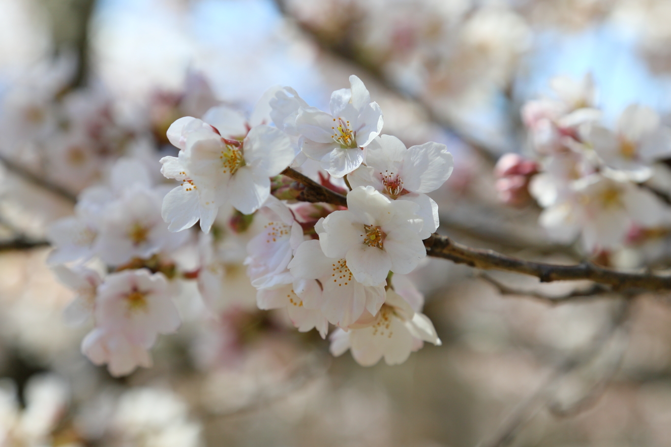 桜の開花は８分咲き