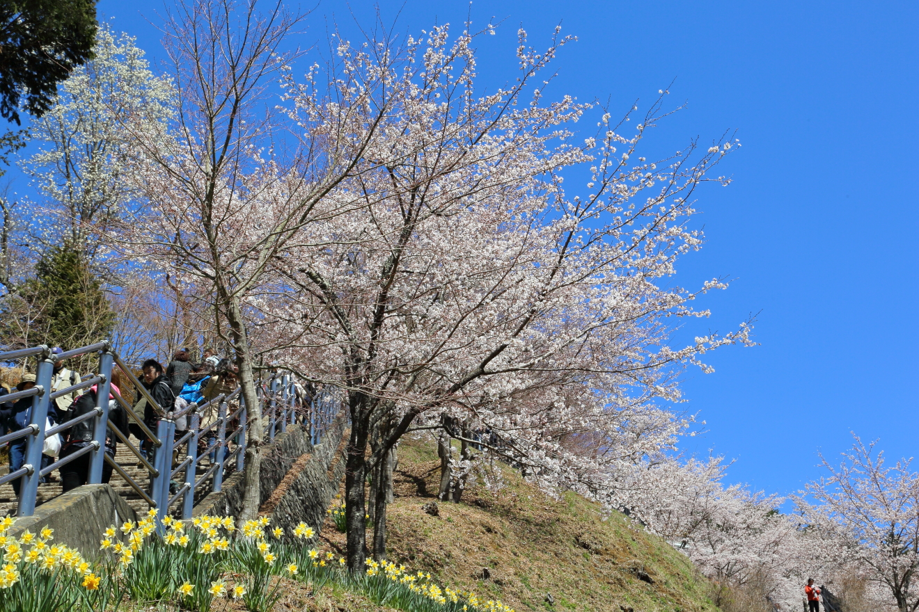 咲くや姫階段と桜
