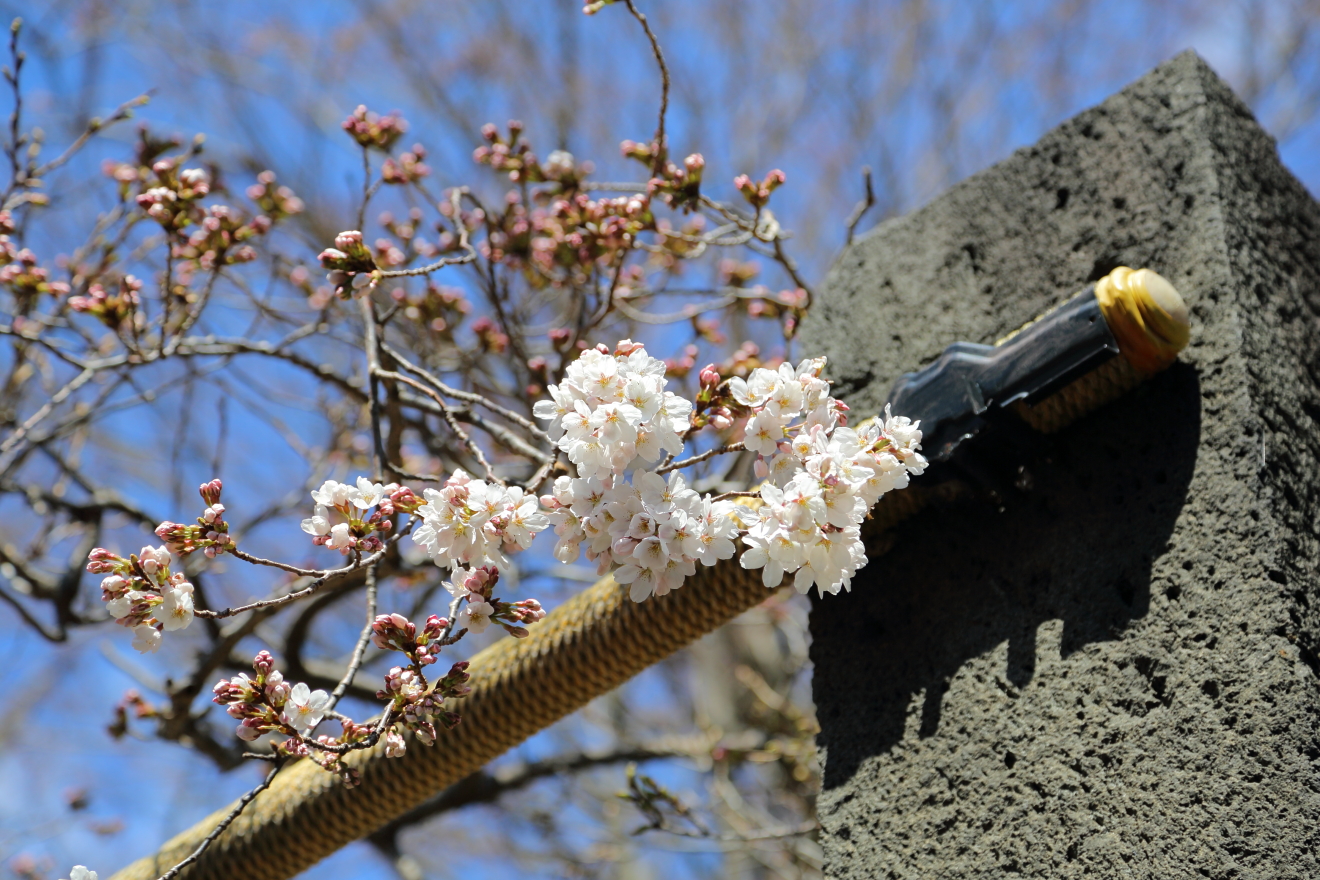開花した新倉富士浅間神社参道の桜