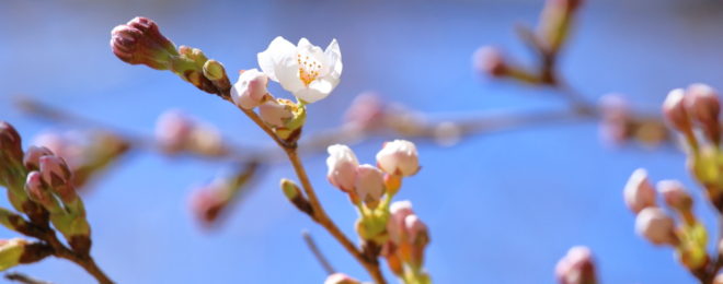 忠霊塔の桜開花状況