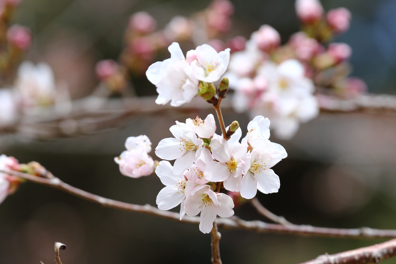 開花した忠霊塔の桜