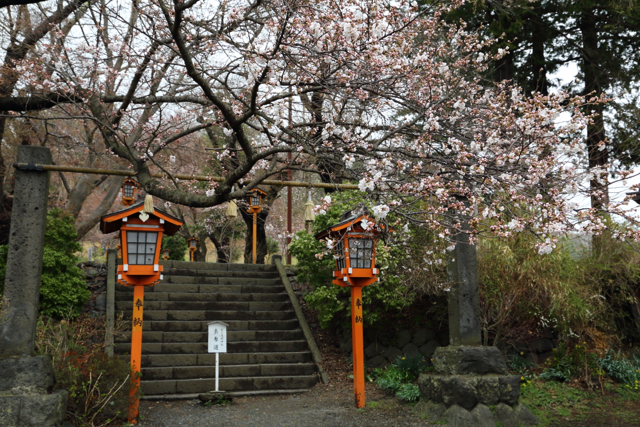 新倉富士浅間神社参道の桜