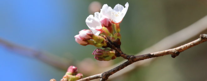 新倉山浅間公園の桜が開花