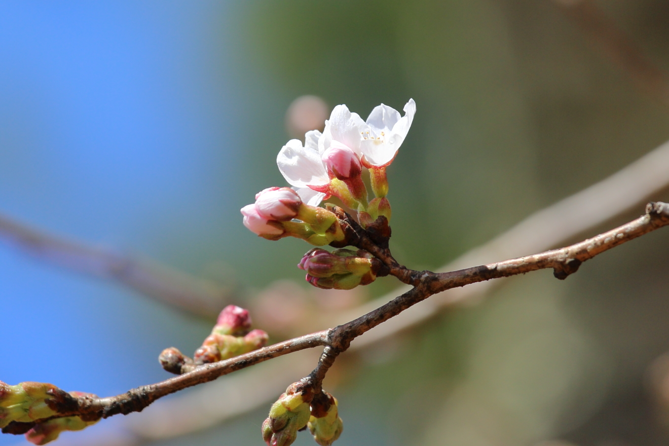 新倉山浅間公園の桜が開花
