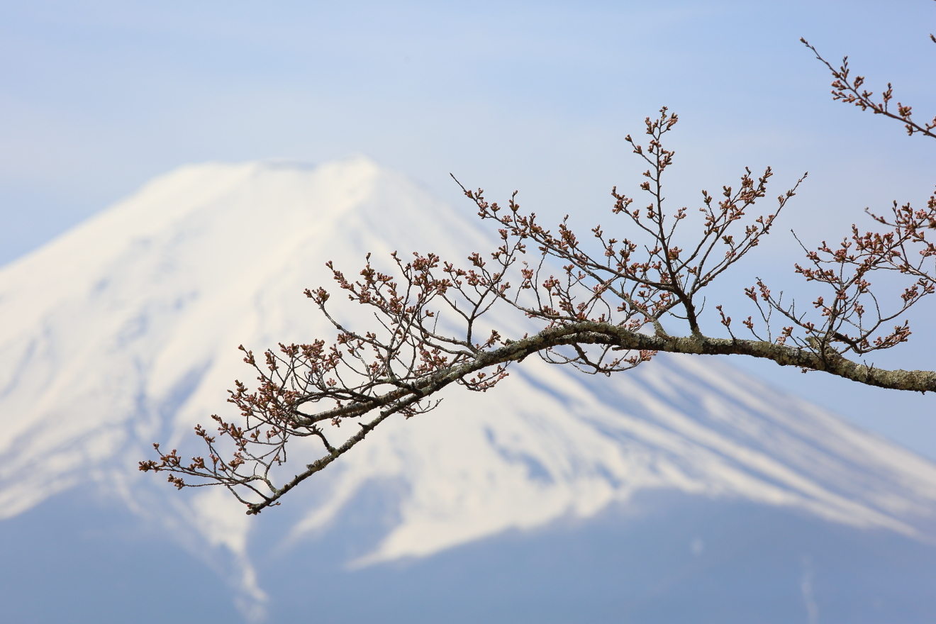 富士山：桜