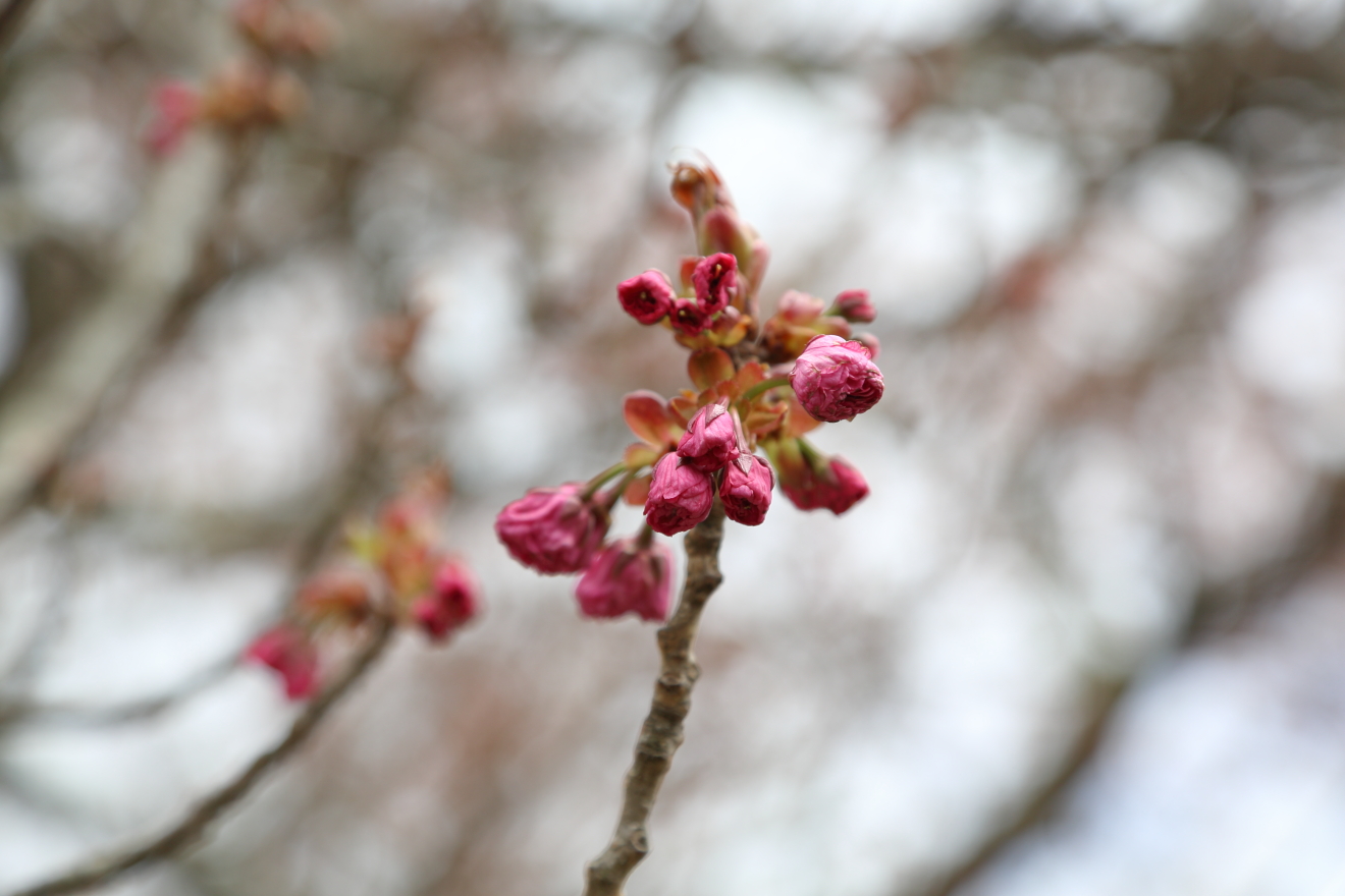 新倉山浅間公園：八重桜