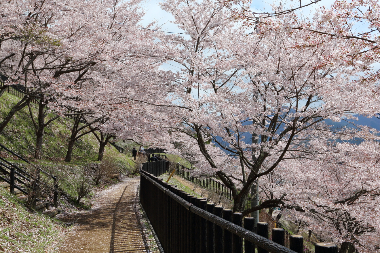 新倉山浅間公園：桜