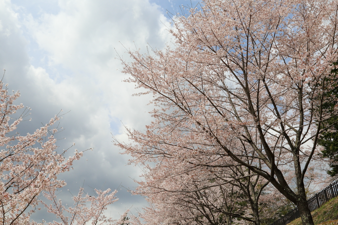 新倉山浅間公園：桜