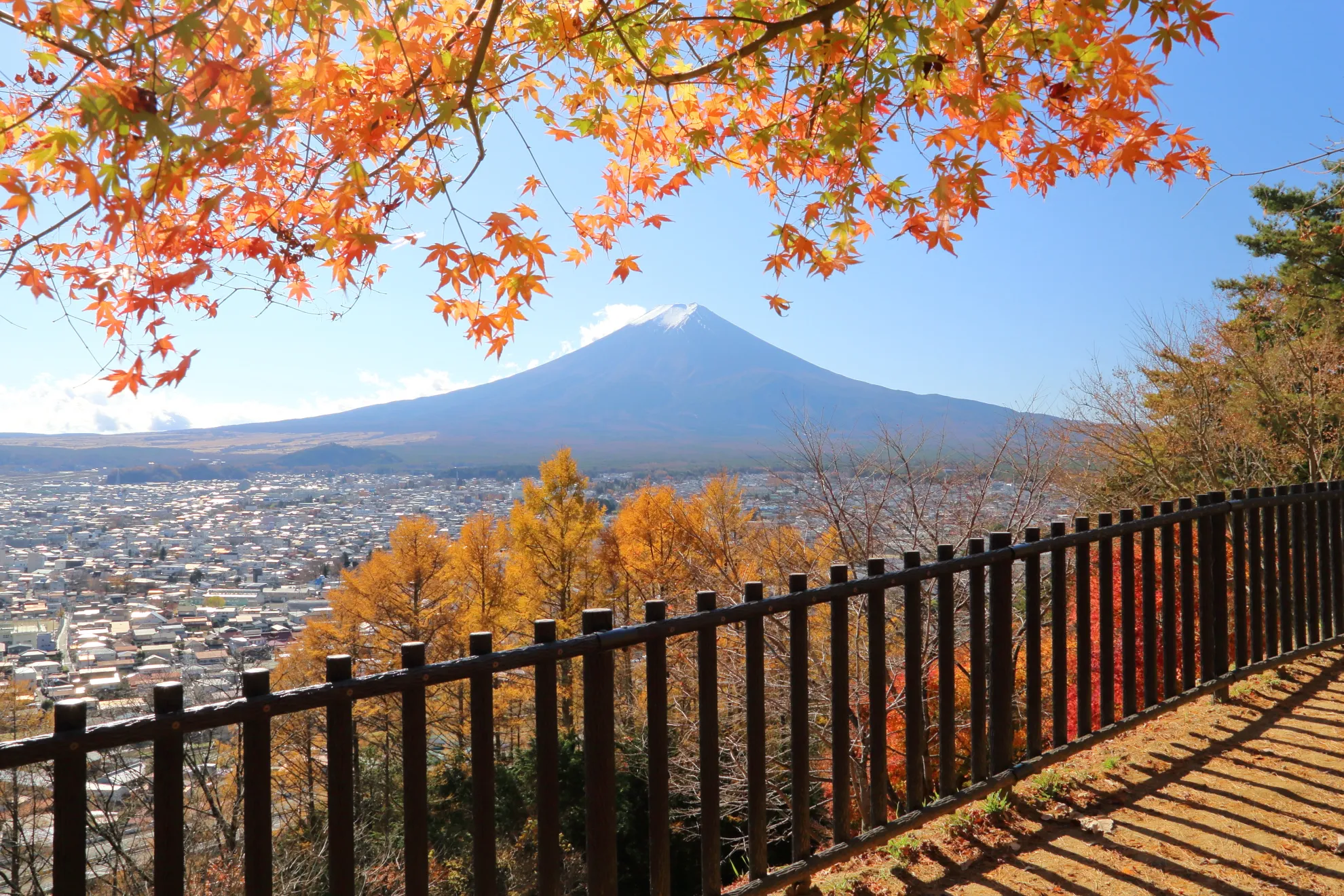 桜：富士山