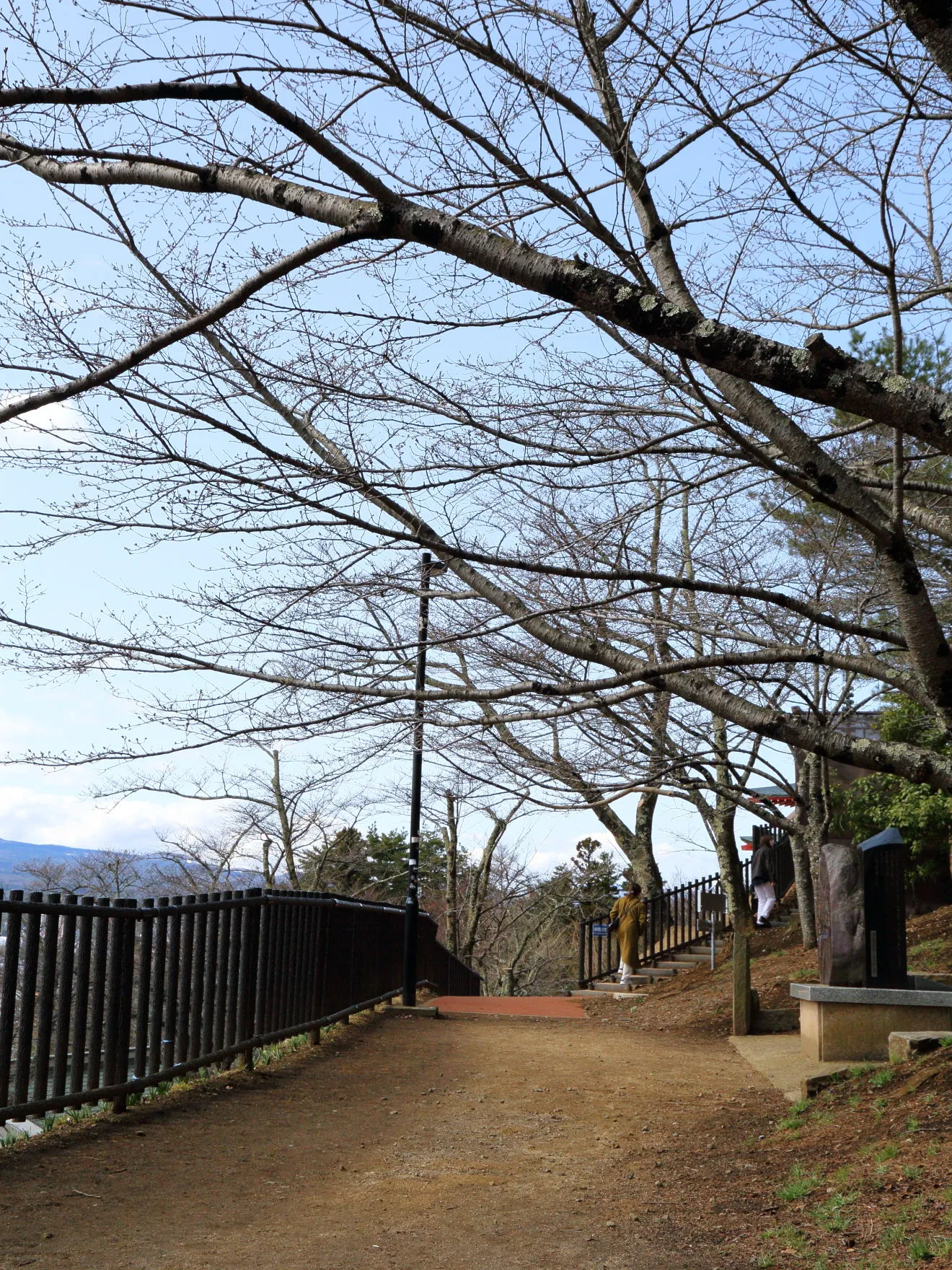 新倉山浅間公園の桜の様子