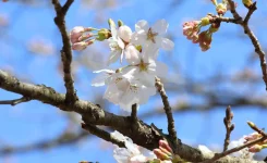 新倉山浅間公園：桜：開花
