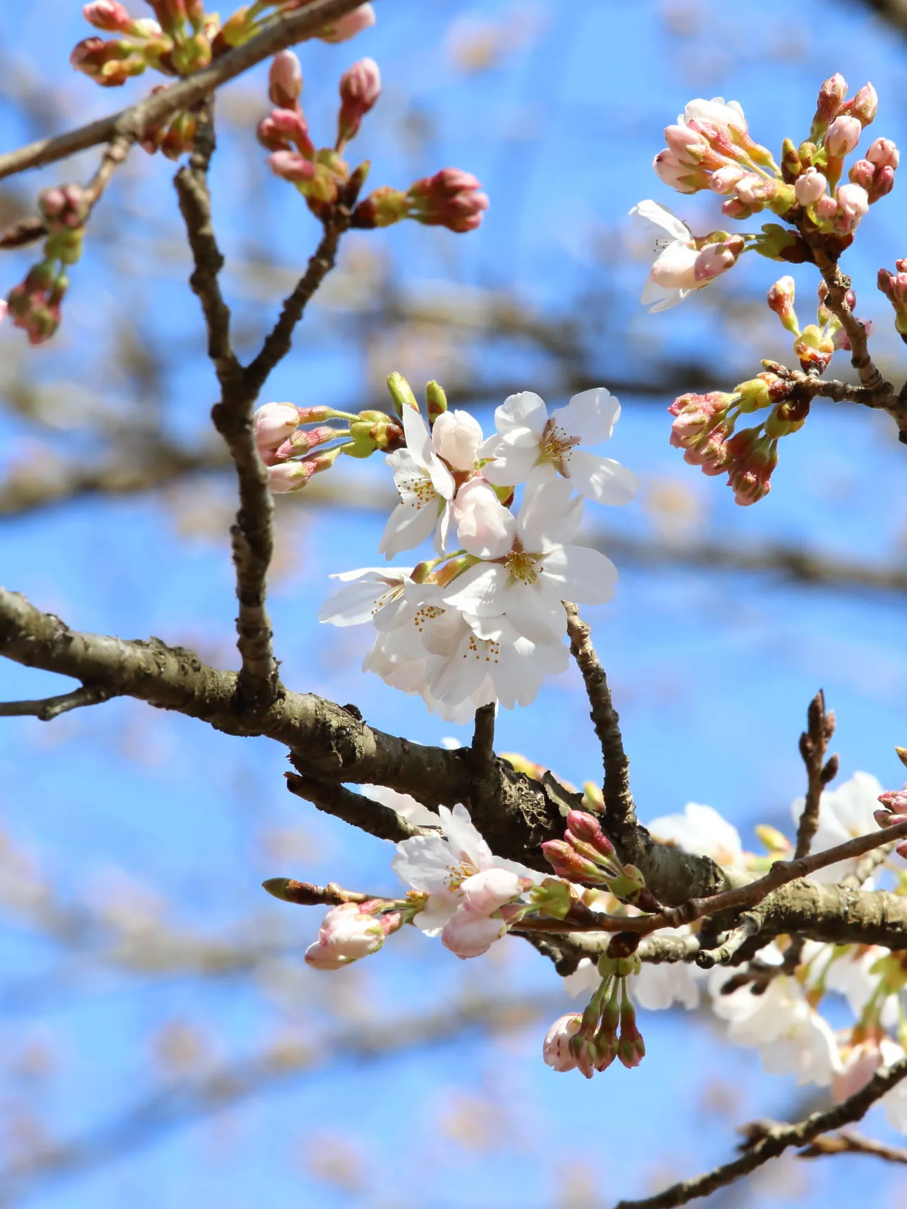 開花した新倉山浅間公園の桜