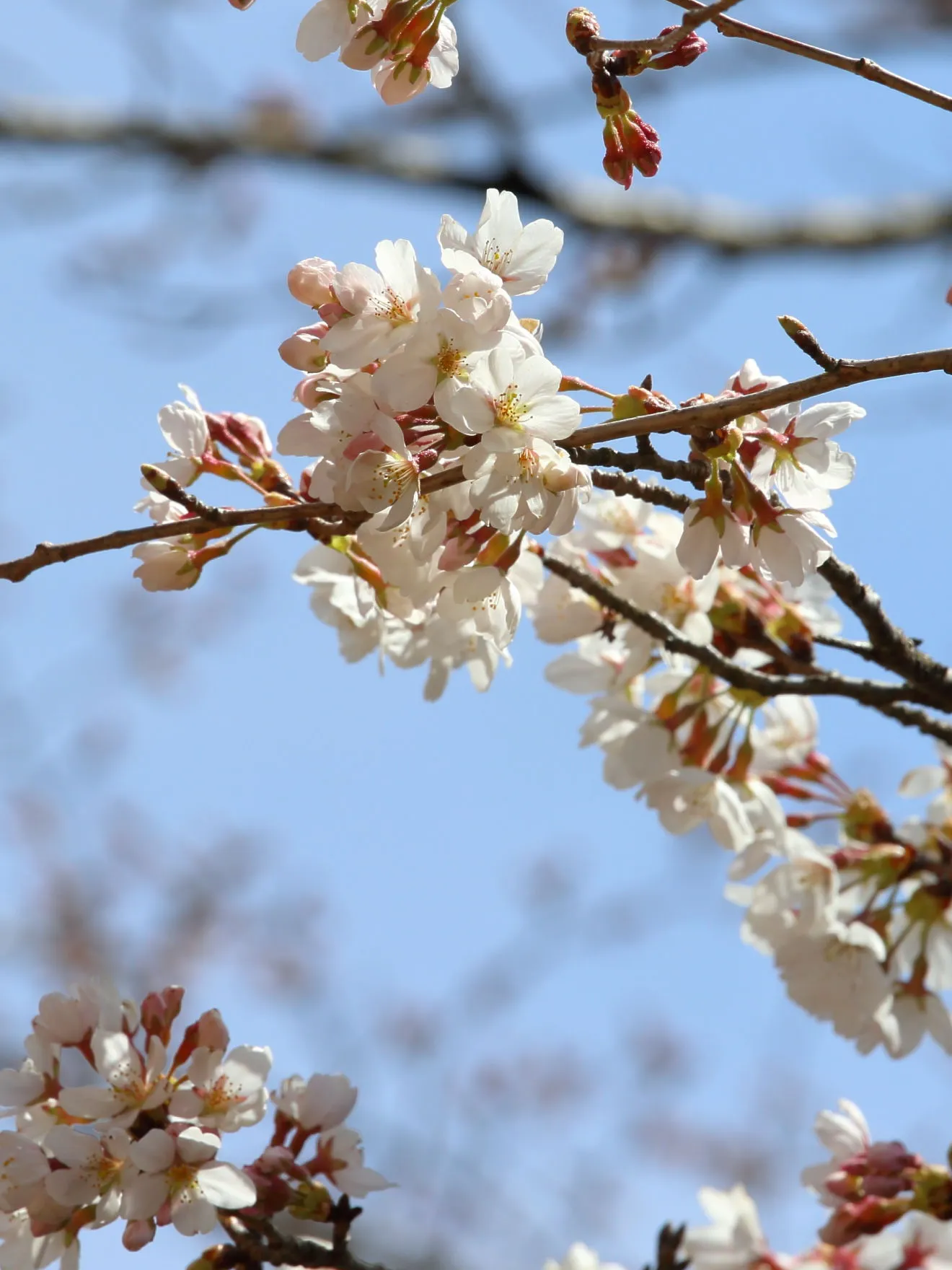 新倉山浅間公園の桜