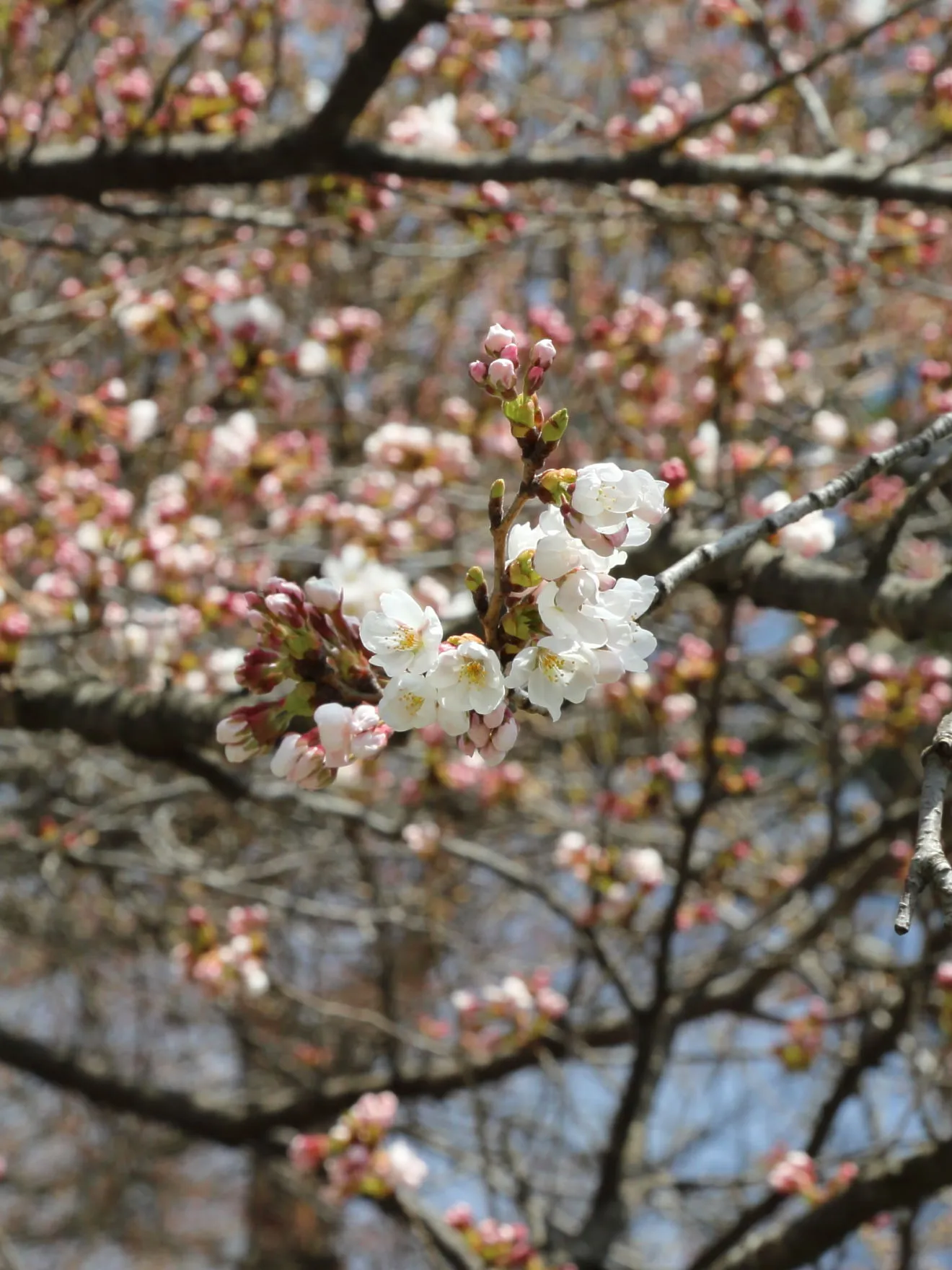 新倉富士浅間神社の桜は開花