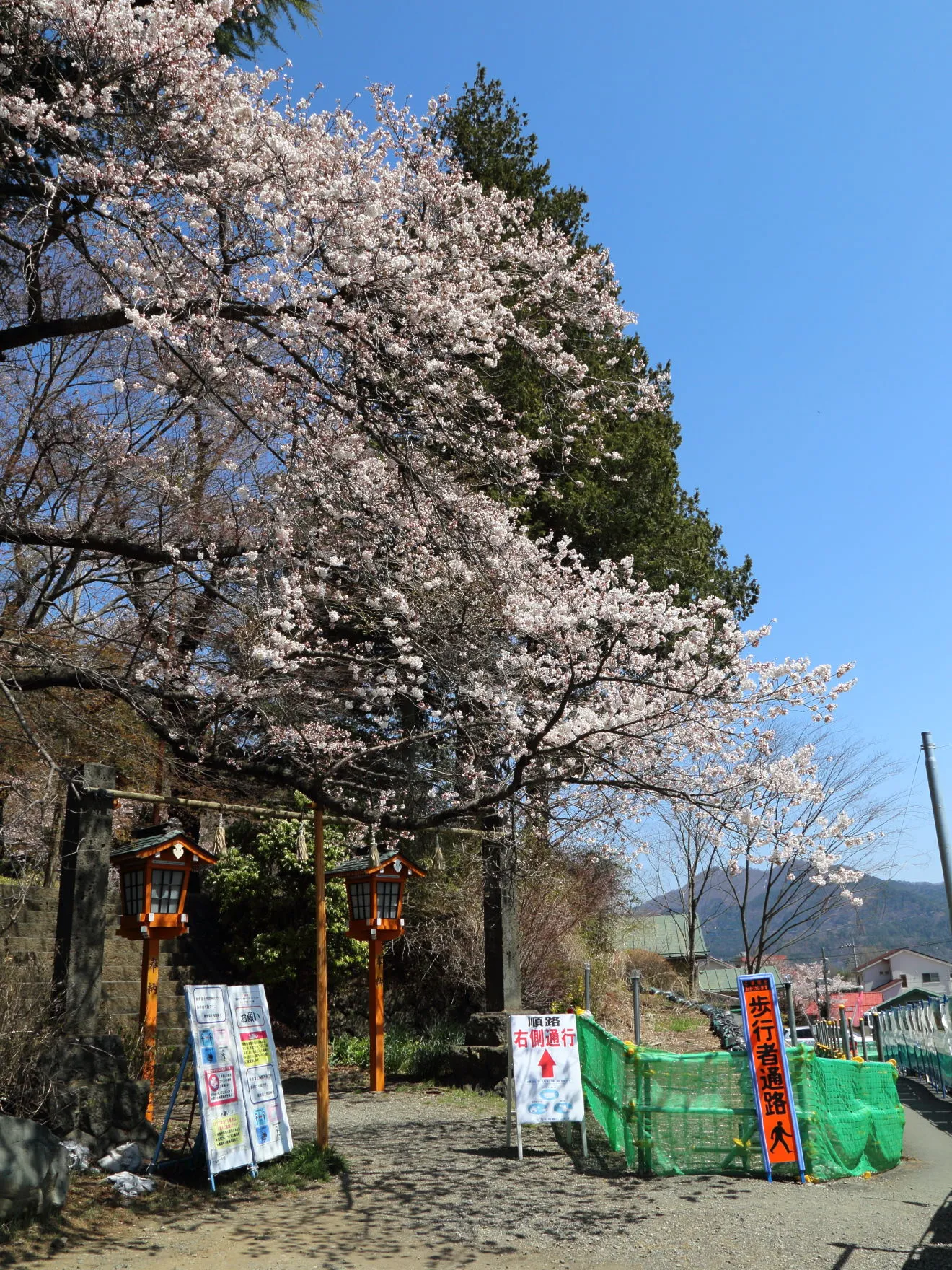 新倉富士浅間神社の桜
