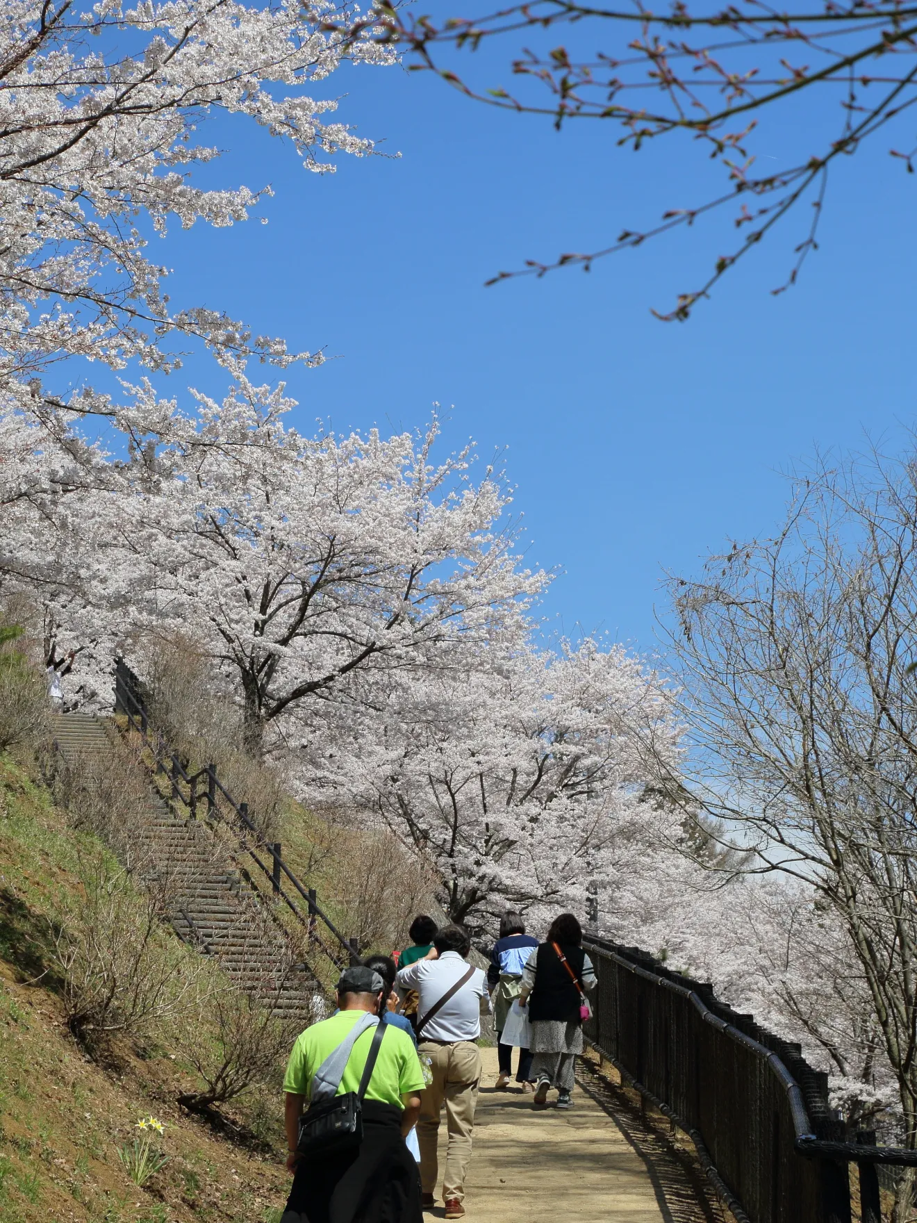 新倉山浅間公園の遊歩道の桜