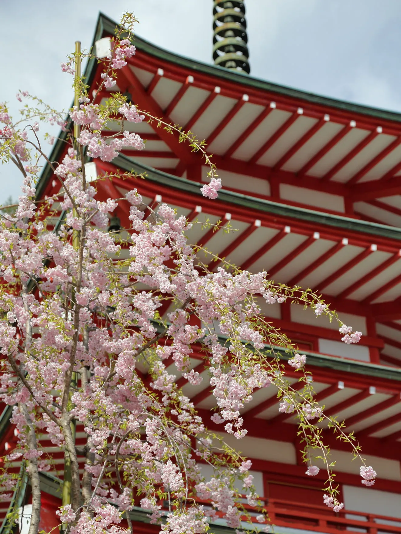 忠霊塔と枝垂桜