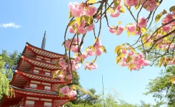八重桜と忠霊塔