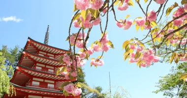 八重桜と忠霊塔