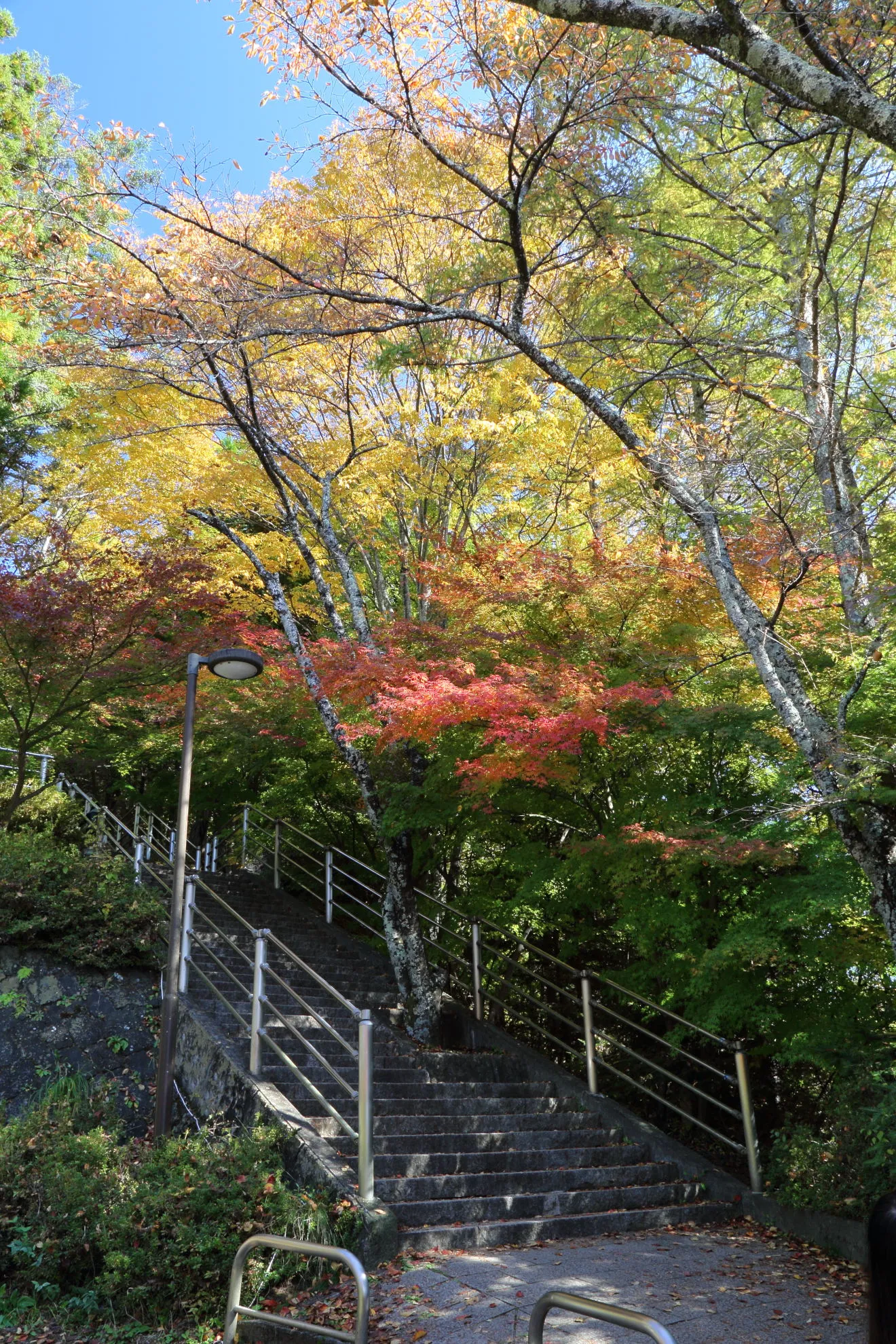 咲くや姫階段の紅葉