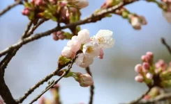 新倉山浅間公園桜開花