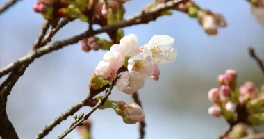 新倉山浅間公園桜開花