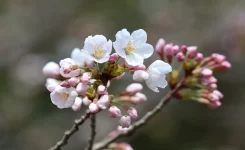 新倉山浅間公園桜の開花情報