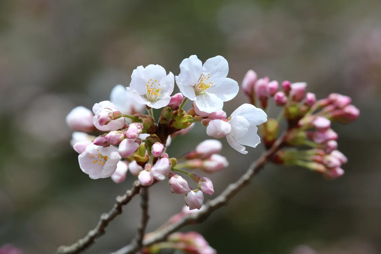 新倉山浅間公園桜の開花情報