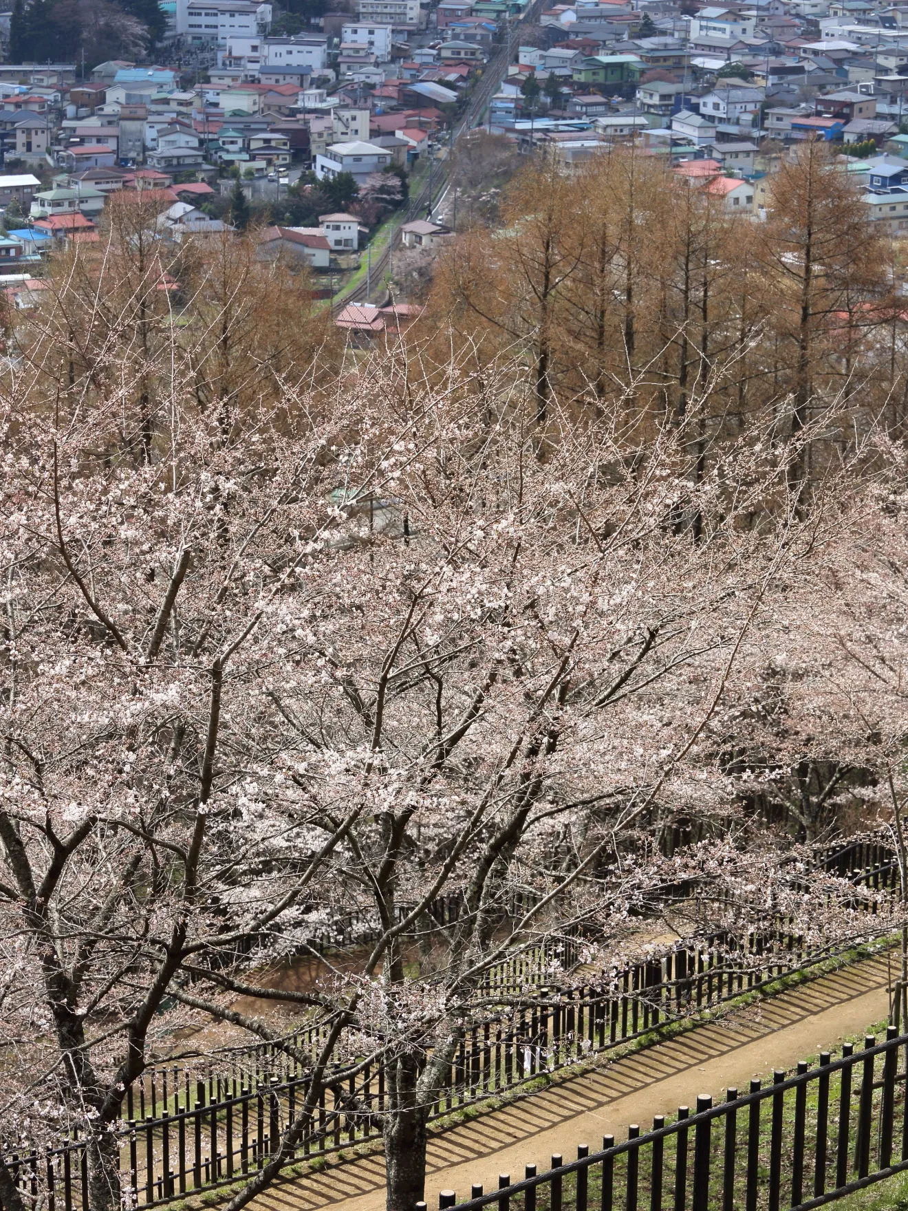 新倉山浅間公園遊歩道の桜