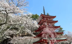 新倉山浅間公園桜まつり