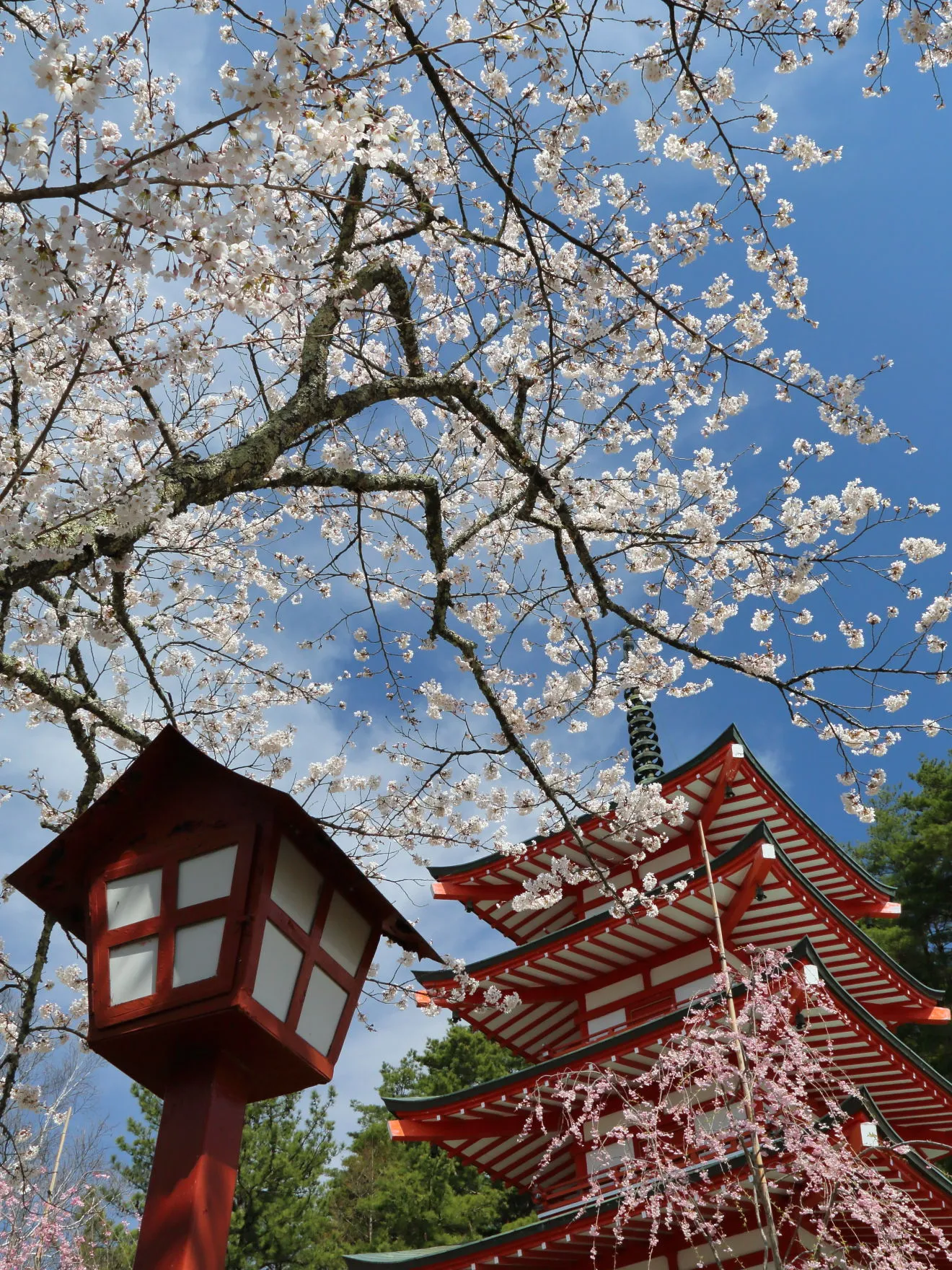 忠霊塔と桜