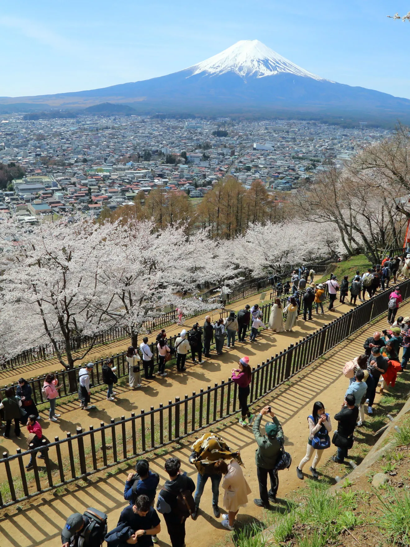 遊歩道からの富士山