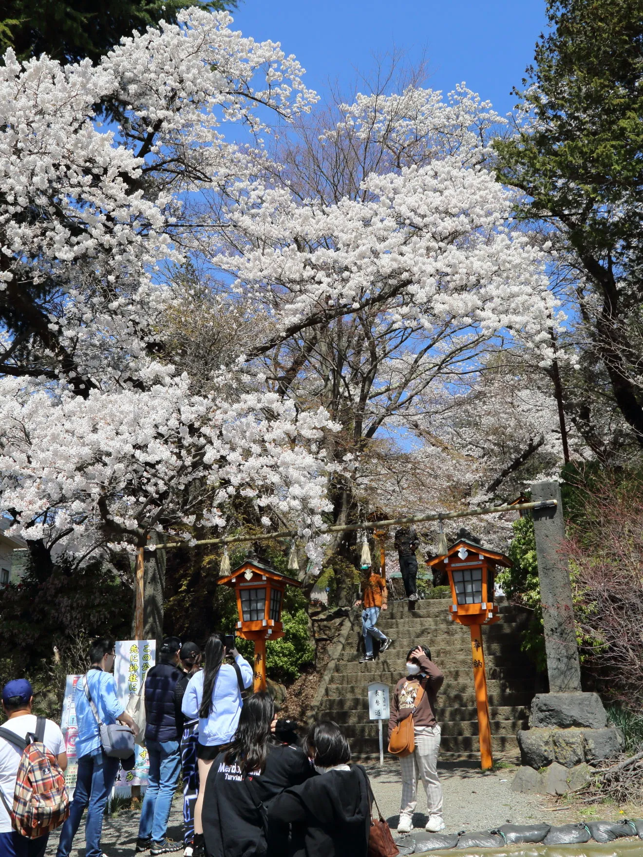 新倉富士浅間神社の参道入口の桜