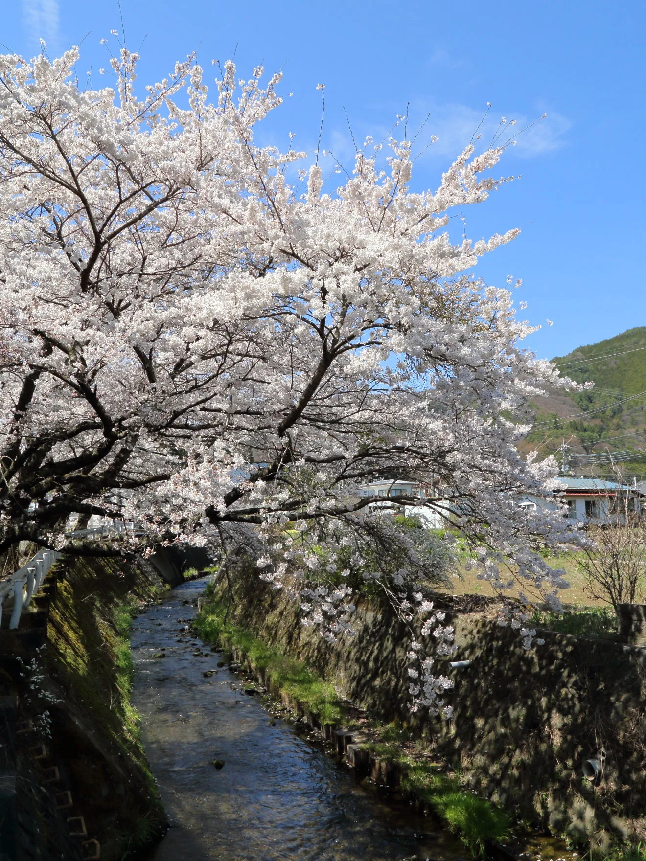 入山川沿いの桜