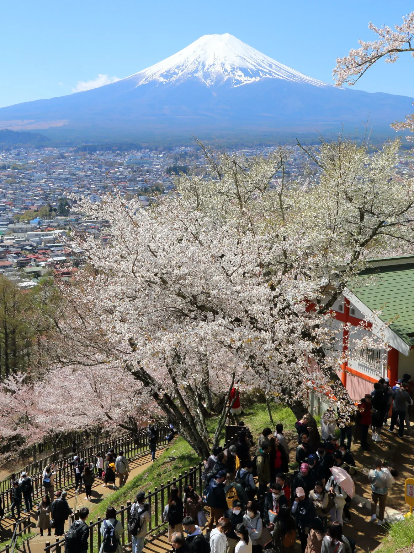 新倉山浅間公園から眺める富士山と桜
