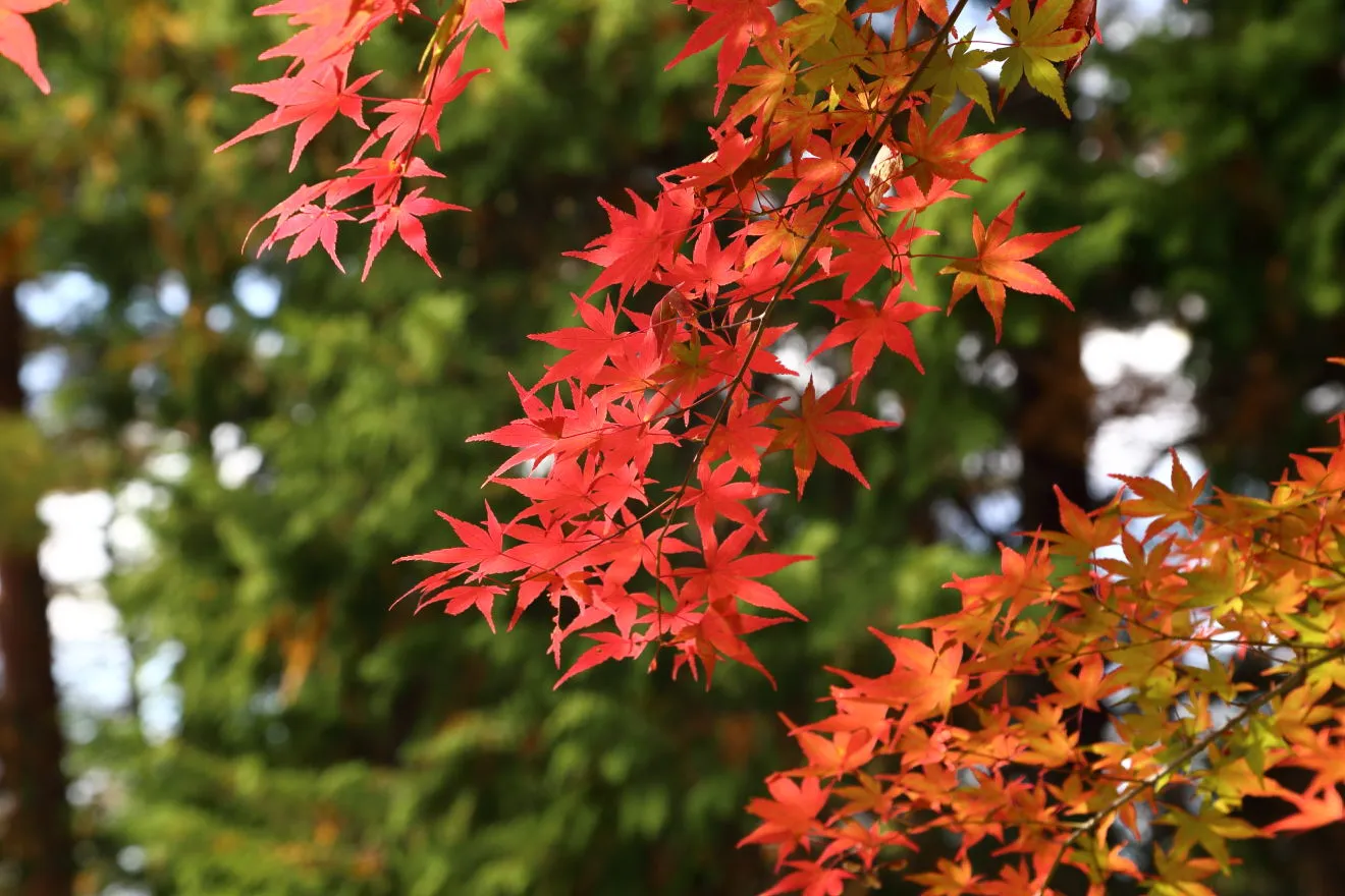 新倉山浅間公園の紅葉