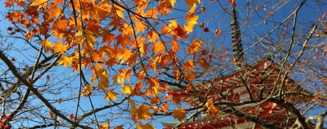 新倉山浅間公園紅葉
