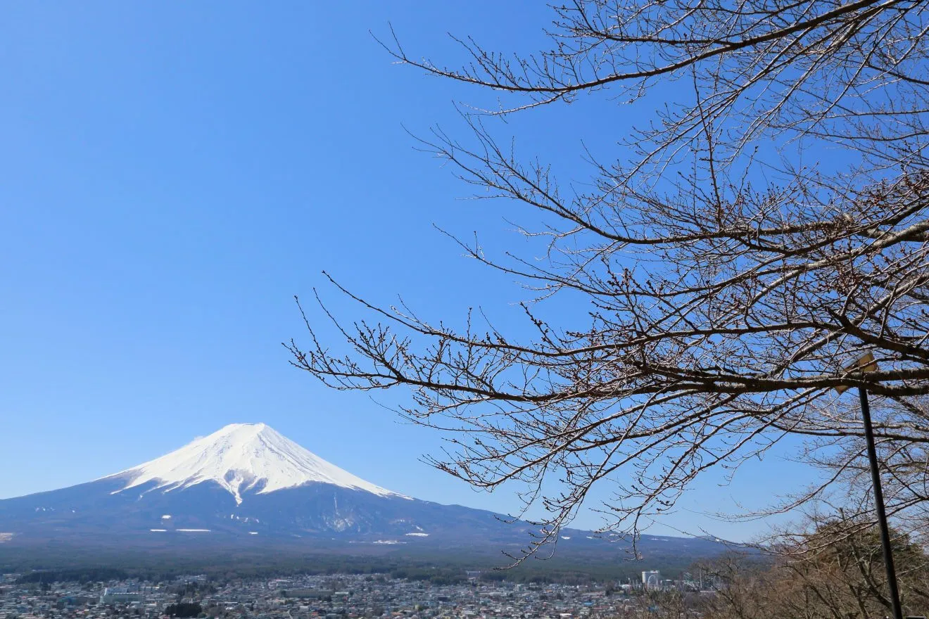 新倉山浅間公園の桜と富士山